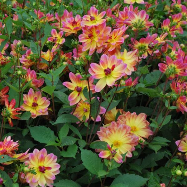 Votaniki Pacific Ocean Dahlia Roots- Beautiful Flowering Dahlia Bulbs - Long Period Blooming Dahlia Roots - Easy to Grow