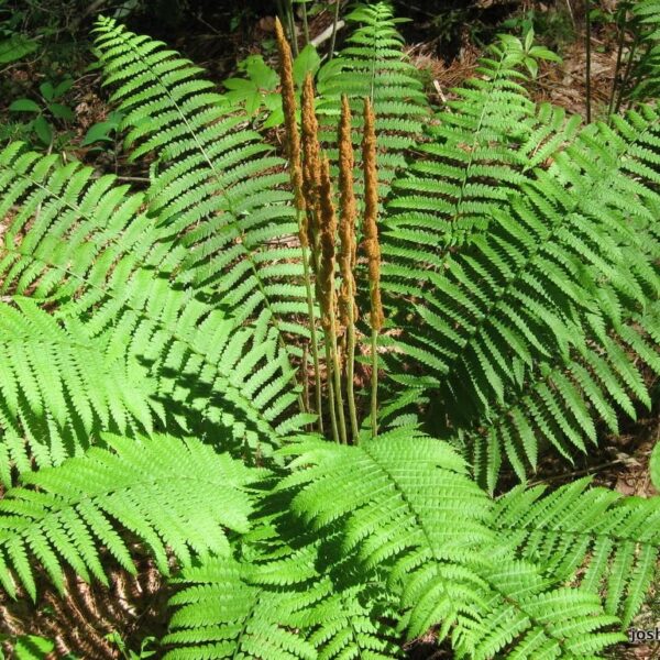 Votaniki Cinnamon Fern Roots - Year Round Beauty, Versatile Ferns, Perennial Fern Roots for Planting - Perfect Addition to Any Garden - Easy to Grow