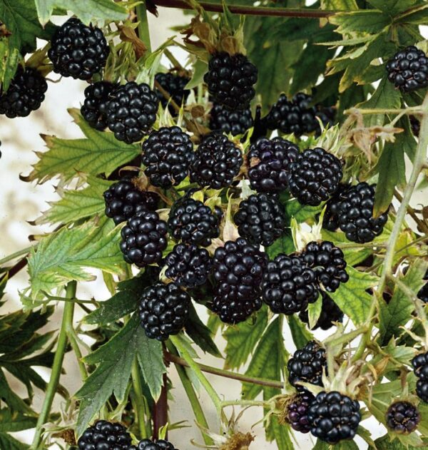 Votaniki Natchez Thornless BlackBerry - Perennial Fruit Plant, BlackBerry (Rubus fruticosus 'Natchez') | High Yielding, Large Berry, Early Producer BlackBerry Plant, Easy to Grow