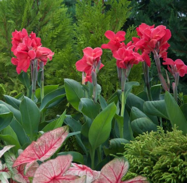 Votaniki Dwarf Variety Magic Pink Canna Bulbs - Large Blooms, Attract Pollinators, Perennial Canna Bulbs for Planting - Low-Maintenance Magic Pink Canna for Easy Gardening