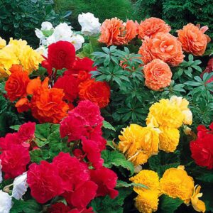 Votaniki Begonia Mix XL Bulbs - Vibrant Blooms for Indoor and Outdoor Gardens | Flowers Bloom in All Seasons Begonia Bulbs