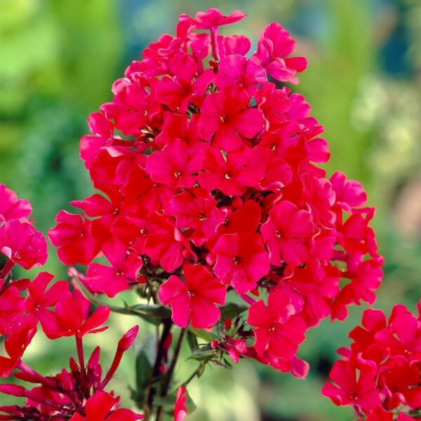 Votaniki Tall Garden Phlox - Perennial Flowering Plants, Phlox Paniculata 'Red Riding Hood' Bare Root for Planting | Fragrant Flowers, Cherry Red Flowers, Easy to Grow