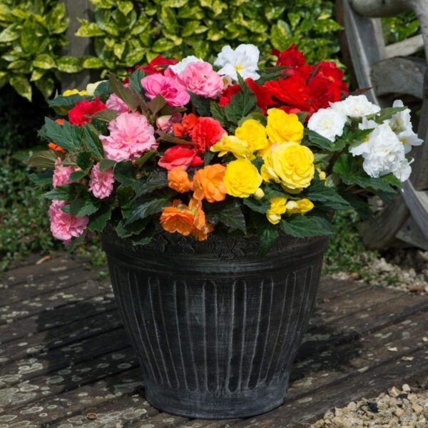 Votaniki Non-Stop Begonia Mix - Long Lasting Blooms, Perennial Begonia Flower Bulbs Ready to Plant | Stunning Addition to Any Garden