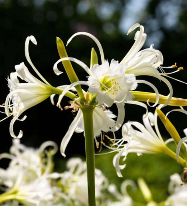 Votaniki Ismene Festalis Flowering Bulbs - Fragrant Peruvian Daffodil Bulbs for Planting | Attracts Hummingbirds and Butterflies, Sweet Fragrance - Easy to Grow Hymenocallis Festalis