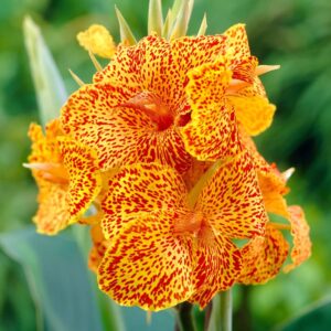 Votaniki Picasso Canna Bulbs - Long Lasting Blooms, Perennial Canna Lily Flower Bulbs for Planting - Easy to Grow and Low Maintenance Canna Plants