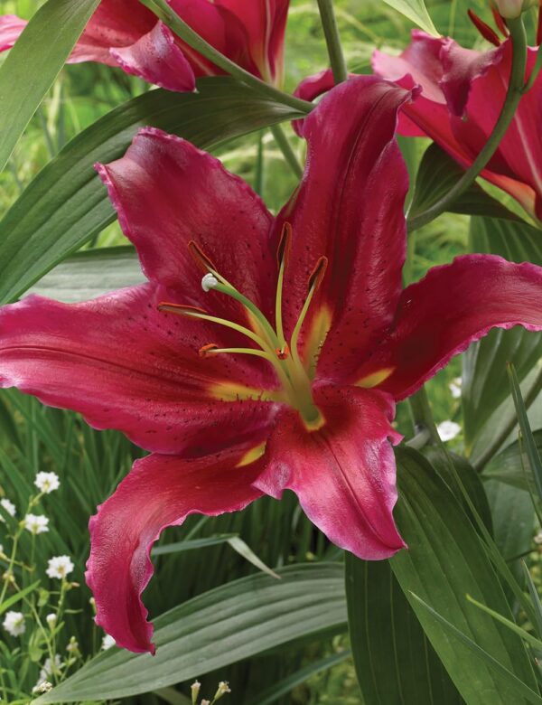 Votaniki Bacardi Lily Bulbs - Perennial, Fragrant Blooms, Large Flowering Lily Bulbs for Planting | Oriental Hybrid Lily 'Bacardi' - Summer Flowering Bulbs, Easy to Grow