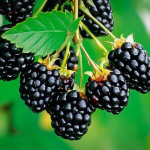 Votaniki Natchez Thornless BlackBerry - Perennial Fruit Plant, BlackBerry (Rubus fruticosus 'Natchez') | High Yielding, Large Berry, Early Producer BlackBerry Plant, Easy to Grow