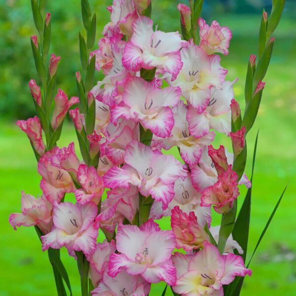 Votaniki Priscilla Gladiolus Bulbs - Stunning Show of Multiple Gladiolus Blooms - Perennial Large Flower Bulbs for Planting - Low Maintenance & Easy to Grow