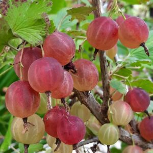 Votaniki Pixwell Gooseberry Bare Root - Perennial Fruit Plant, Gooseberry (Ribes 'Pixwell') Plant | High Yielding, Edible Plant, Easy to Grow