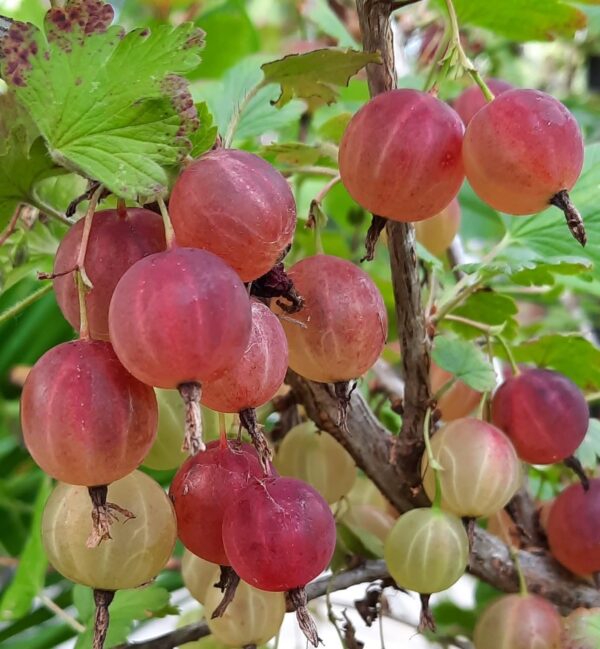 Votaniki Pixwell Gooseberry Bare Root - Perennial Fruit Plant, Gooseberry (Ribes 'Pixwell') Plant | High Yielding, Edible Plant, Easy to Grow