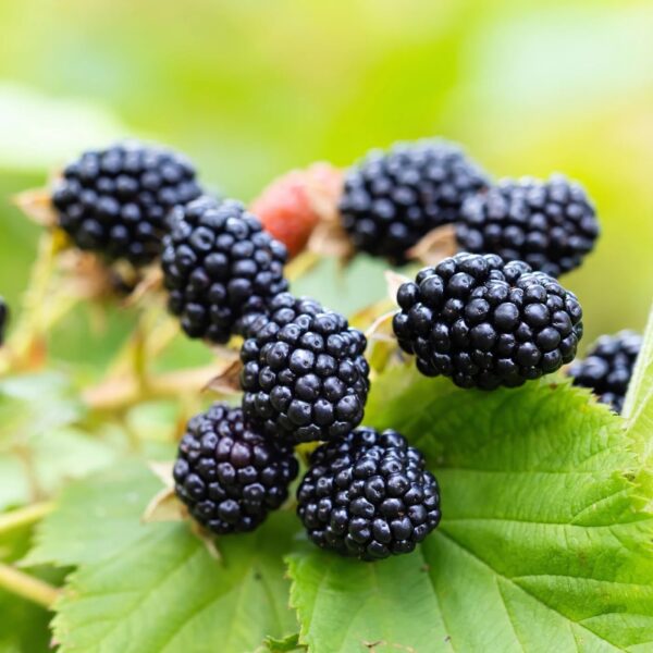 Votaniki Natchez Thornless BlackBerry - Perennial Fruit Plant, BlackBerry (Rubus fruticosus 'Natchez') | High Yielding, Large Berry, Early Producer BlackBerry Plant, Easy to Grow