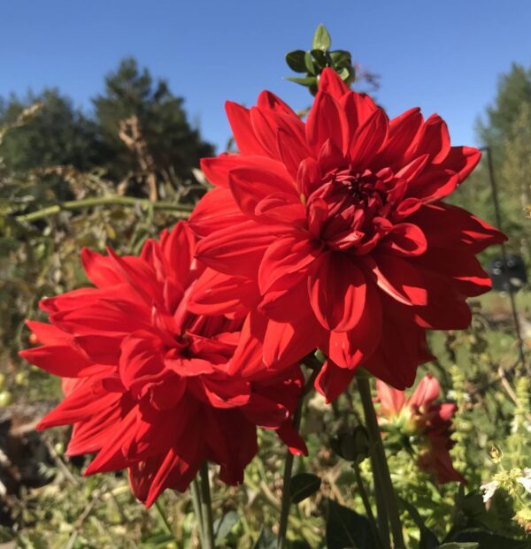 Dahlia Dinnerplate Babylon Red - Dahlia Tubers for Planting, Easy to Grow Dahlia Bulbs, Large Double Blooms Dahlia