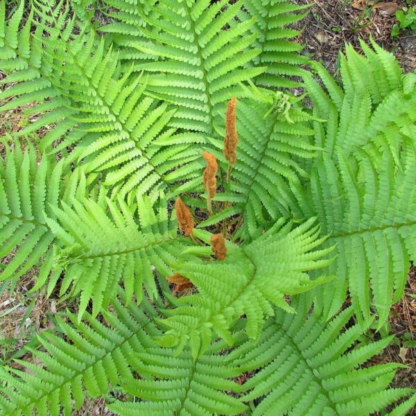 Votaniki Cinnamon Fern Roots - Year Round Beauty, Versatile Ferns, Perennial Fern Roots for Planting - Perfect Addition to Any Garden - Easy to Grow