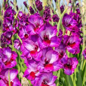 Votaniki Alfalfa Gladiolus - Hardy Perennial, Gladiolus Bulbs Ready for Planting | Gladiolus Flower Bulbs, Easy to Grow