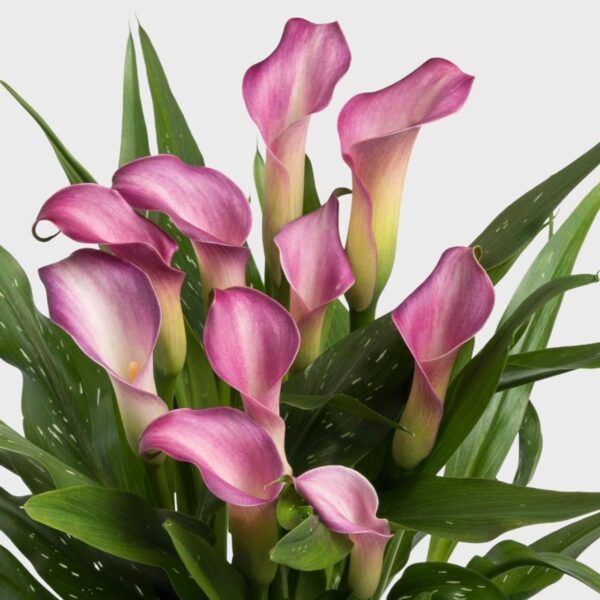 Votaniki Calla Lily Twilight Bulbs - Perennial Calla Lily, Long Lasting Spectacular Blooms | Summer Flowering Bulbs - Easy to Grow and Low Maintenance