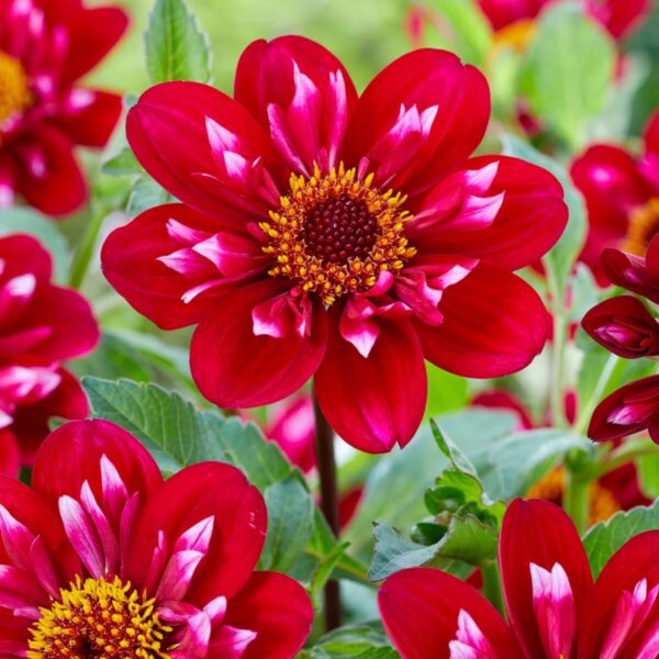 Votaniki Collarette Dahlia Hootenanny Swan Island - Perennial, Long Blooming Season, Dahlia Tubers for Planting | Easy to Grow Maintain