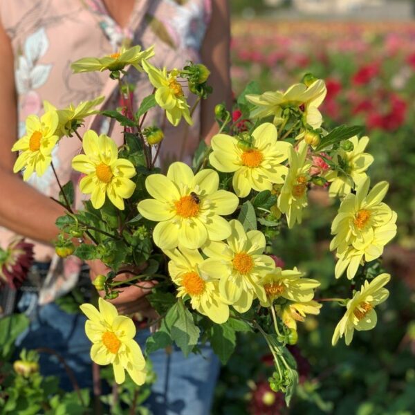 Votaniki Dahlia Collarette Kelsey Sunshine - Perennials, Dahlia 'Kelsey Sunshine' Tubers for Planting | Blooms Prolifically Summer to Frost, Easy to Grow