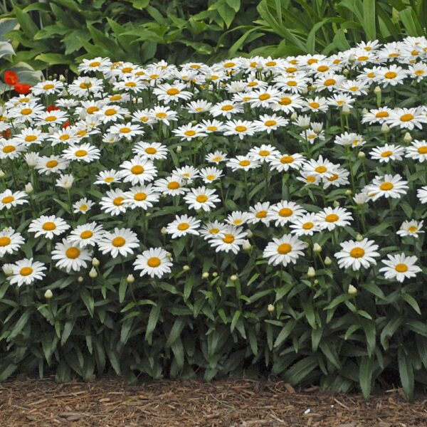 Votaniki Leucanthemum x Superbum ‘Snowcap’ (Shasta Daisy) - Perennials, White Snowcap Shasta Daisy Plants 2 Inch Pot | Summer Flowers, Easy to Grow & Low Maintenance