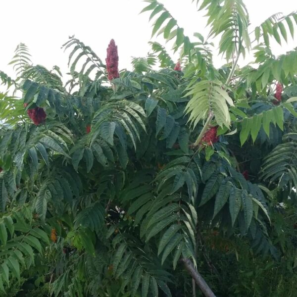 Votaniki Staghorn Sumac 2-3 Ft Plant - Vibrant Fruits and Wildlife Attraction, Rhus Typhina | Hardy and Low-Maintenance Plant