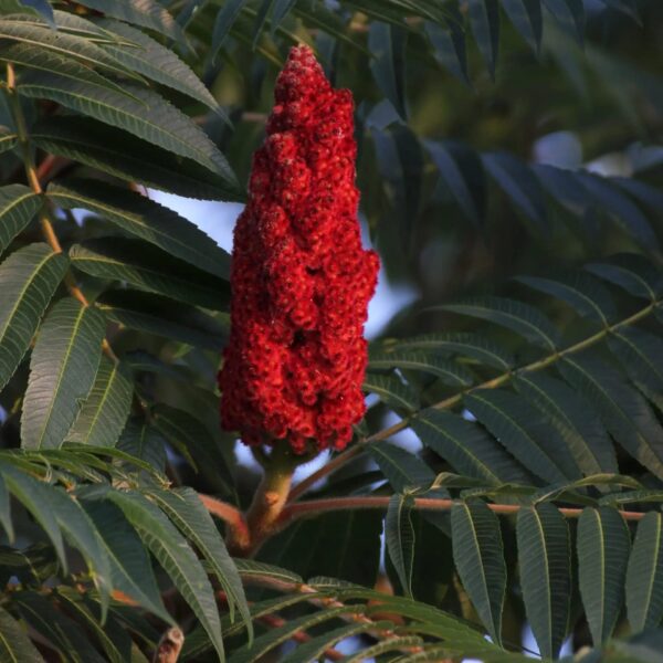 Votaniki Staghorn Sumac 2-3 Ft Plant - Vibrant Fruits and Wildlife Attraction, Rhus Typhina | Hardy and Low-Maintenance Plant