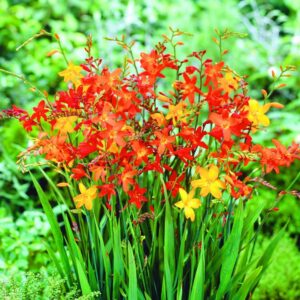 Votaniki Crocosmia Mix Bulbs - Red & Yellow Blooms, Easy to Grow, Attract Butterflies and Hummingbirds | Large Blooms, Vibrant Perennial Crocosmia Bulbs for Planting