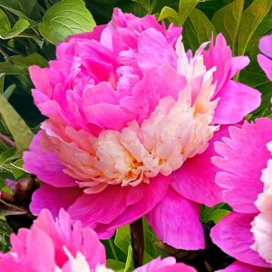 Votaniki Sorbet Peony Roots for Planting - Large Double Blooms & Fragrance Peony | 3-5 Eye XL Roots, for 5+ Gallon Pot, Easy to Grow - Perennial Flowering Peony Roots