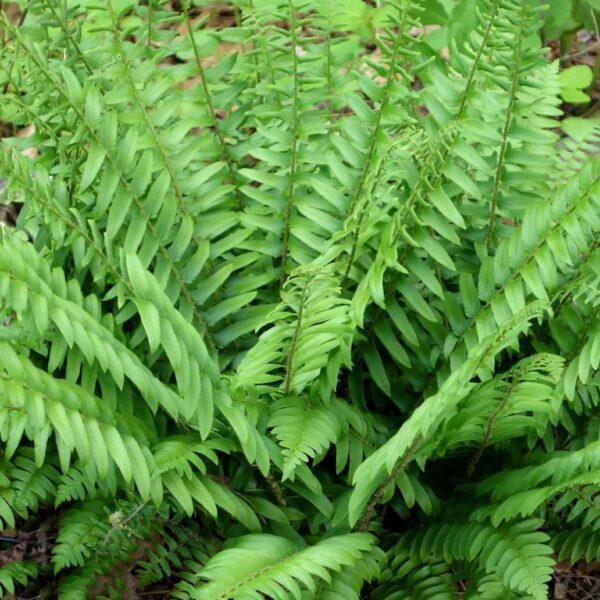 Votaniki Christmas Fern Roots - Perennials, Hardy Ferns, Year Round Beauty, Fern Roots Ready to Plant | Easy to Grow and Low Maintenance