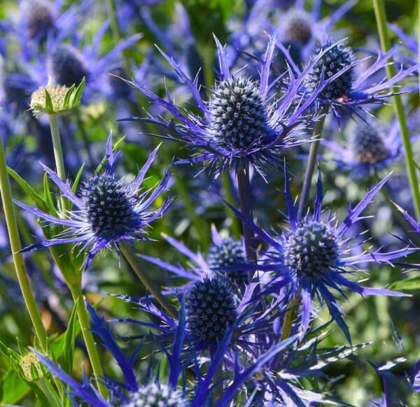 Votaniki Blue Sea Holly Large Root Start - Attracting Butterflies, Perennials Blue Sea Holly Eryngium Flower | Dramatic Cones of Tiny Blue Flowers - Perfect for Cut, Easy to Grow