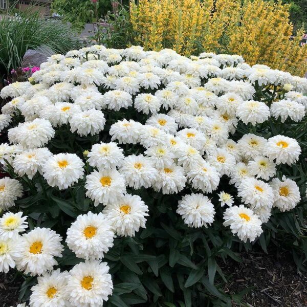 Votaniki 'Marshmallow' Shasta Daisy (Leucanthemum) - Perennials, White Shasta Daisy Plants 2 Inch Pot | Summer Flowers, Easy to Grow & Low Maintenance