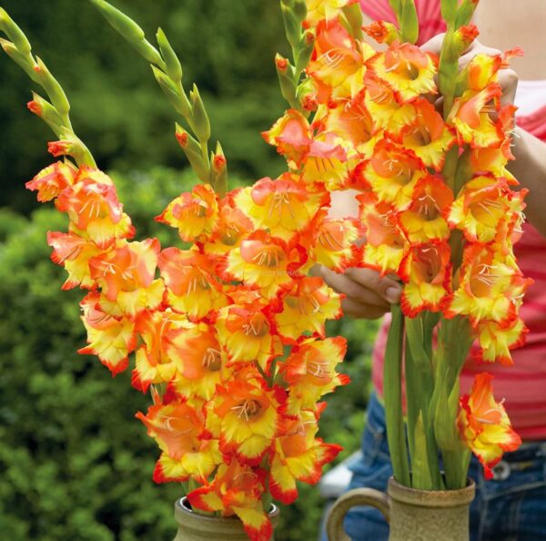 Votaniki Princess Margaret Rose Gladiolus Bulbs - Attract Pollinators, Long Blooming Period, Princess Margaret Rose Bulbs for Planting - Perfect for Cut Flower Arrangements