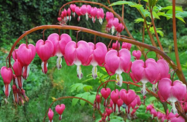 Votaniki Bleeding Hearts Flower Bulbs - Dicentra Spectabilis Bulbs for Planting | Heart-Shaped Blooms, Perennial Flower - Easy to Grow and Low Maintenance