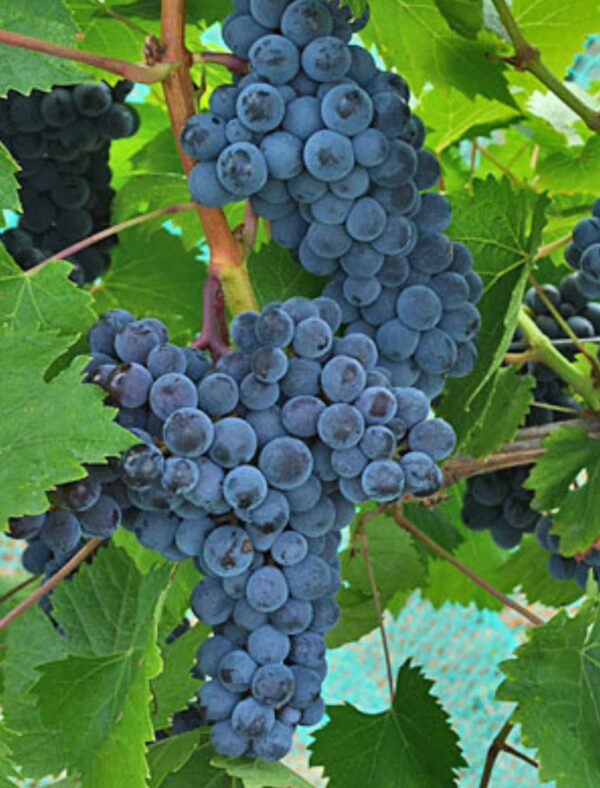 Votaniki Mars Seedless Grape Bare Root - Perennial Grape, Hardy and Long-Lived | Fast-Growing Grape Bare Root for Planting