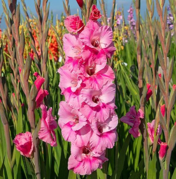 Votaniki Pink Event Gladiolus Bulbs - Perennial, Long Lasting Blooms, Attractive Flowers, Pink Color Gladiolus | Summer Flowering Bulbs, Easy to Grow