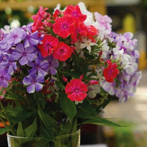 Votaniki Phlox Mix Roots - Long Blooming, Versatile, Perennial Phlox Roots for Planting | Sweet Smelling Flowers All Summer Long - Ideal for Container Gardens or Ground Plantings