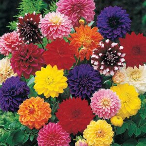 Votaniki Decorative Dahlia Mixture Bulbs for Planting - Dahlia Bulbs for Garden - Easy to Grow