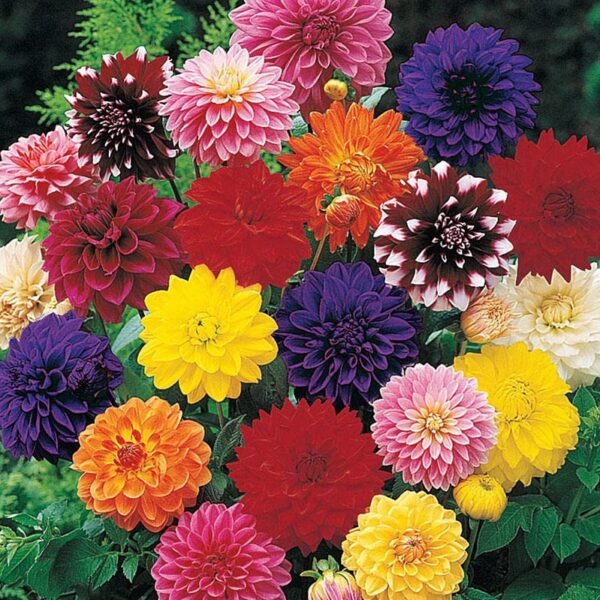 Votaniki Decorative Dahlia Mixture Bulbs for Planting - Dahlia Bulbs for Garden - Easy to Grow