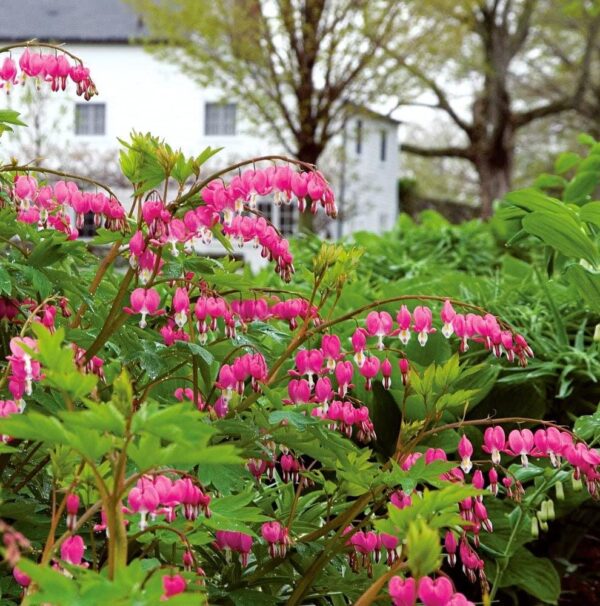 Votaniki Bleeding Hearts Flower Bulbs - Dicentra Spectabilis Bulbs for Planting | Heart-Shaped Blooms, Perennial Flower - Easy to Grow and Low Maintenance