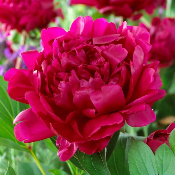 Votaniki Felix Crousse Peony Roots for Planting - Perennial & Fragrant Flowering Plant | Paeonia Lactiflora ‘Felix Crousse’ (Peony) - Easy to Grow