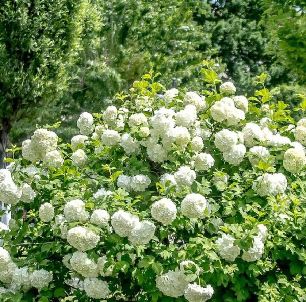 Votaniki Viburnum Japanese Snowball Bush 1-2 Ft Plant - White Fragrant Blooms, Perennial Flowering Plant | Easy-to-Grow and Low-Maintenance