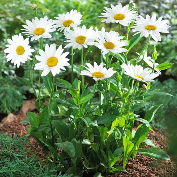 Votaniki Shasta Daisy Bulbs - Herbaceous Perennial, Large & White Flowers, Leucanthemum X Superbum (Shasta Daisy) | Summer Flowers, Easy to Grow