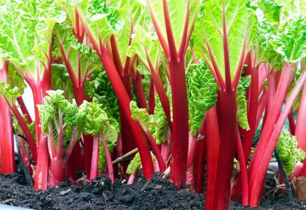 Votaniki Victoria Rhubarb Crown - Perennial Rhubarb Crown Ready to Plant | Easy to Grow, Comes Back Every Year