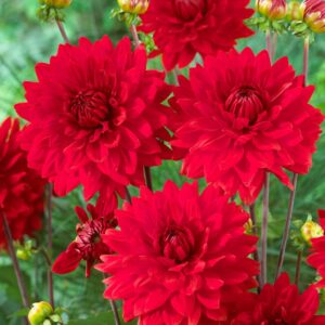 Votaniki Garden Wonder Dahlia Bulbs - Stunning Dahlia Blooms, Large Flowering Dahlia Bulbs | Perennial Flower, Prefect for Cut, Easy to Grow, Attracts pollinators