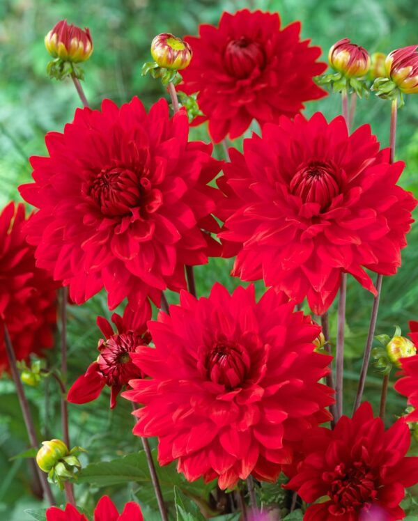 Votaniki Garden Wonder Dahlia Bulbs - Stunning Dahlia Blooms, Large Flowering Dahlia Bulbs | Perennial Flower, Prefect for Cut, Easy to Grow, Attracts pollinators