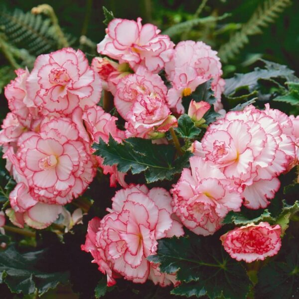 Votaniki Picotee Pink & White Begonia Bulbs - Large Bloom, Perennial, Pink & White Flowering Bulbs for Planting - AmeriHybrid Picotee White Pink, Easy to Grow, Low-Maintenance Flower Plant