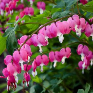 Votaniki Bleeding Hearts Flower Bulbs - Dicentra Spectabilis Bulbs for Planting | Heart-Shaped Blooms, Perennial Flower - Easy to Grow and Low Maintenance