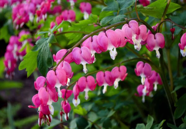 Votaniki Bleeding Hearts Flower Bulbs - Dicentra Spectabilis Bulbs for Planting | Heart-Shaped Blooms, Perennial Flower - Easy to Grow and Low Maintenance