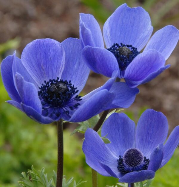 Votaniki Anemone Blue Poppy - Hardy Perennial, Long Lasting Blooms, Anemone Coronaria ‘Blue Poppy’ Bulbs | Spring Flowering Bulbs, Easy to Grow