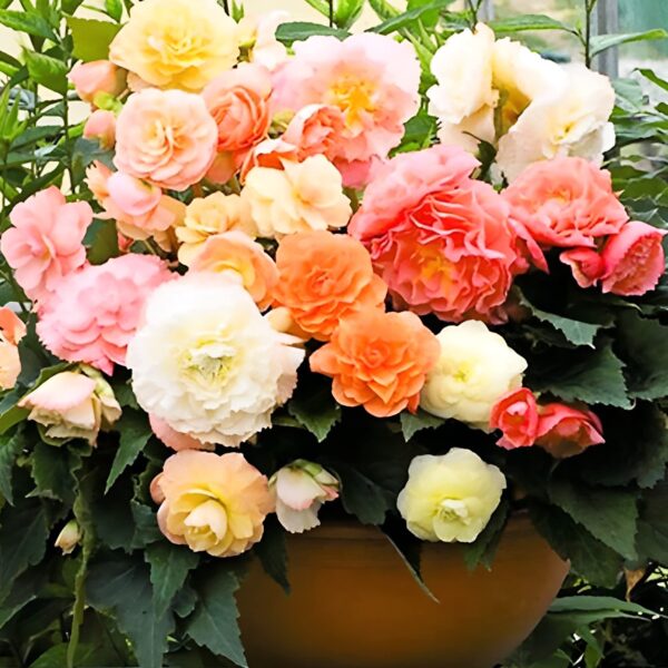 Votaniki Begonia Pastel Mix Tubers - Attractive Foliage, Stunning Pastel Colored Blooms - Perennial Begonia, Perfect for Containers and Hanging Baskets