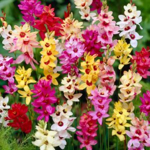 Votaniki African Corn Lily Mix Bulbs - Long Blooming and Easy to Grow, Ixia Mixed Bulbs for Planting - Perennial Lily Flower | Unique and Showy Flowers for Borders, Beds and Cut Flower Arrangements