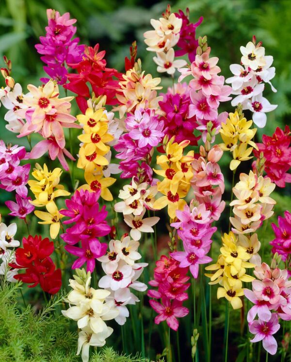 Votaniki African Corn Lily Mix Bulbs - Long Blooming and Easy to Grow, Ixia Mixed Bulbs for Planting - Perennial Lily Flower | Unique and Showy Flowers for Borders, Beds and Cut Flower Arrangements